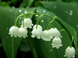 fêtes en france muguet 1er mai