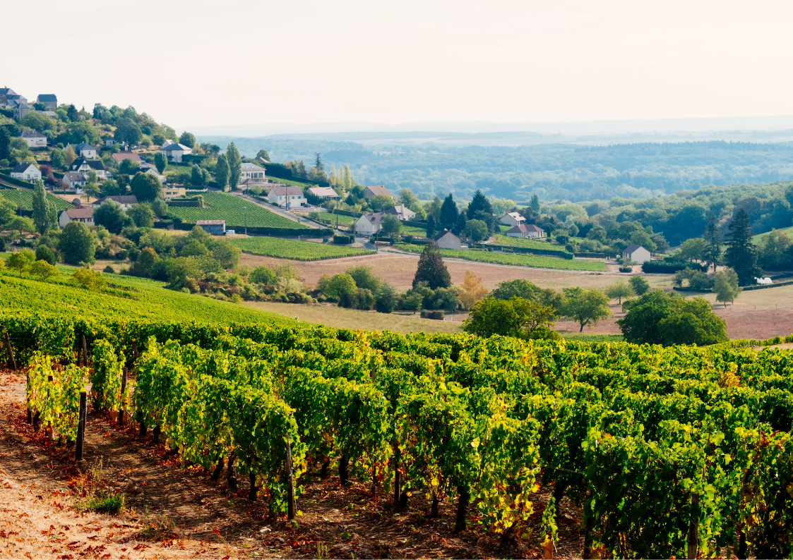 Wine farm in Loire Valley 